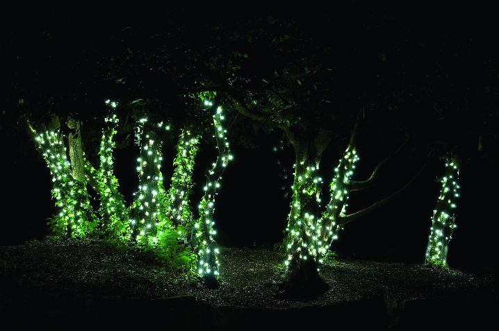 04 Fairy Tree Island